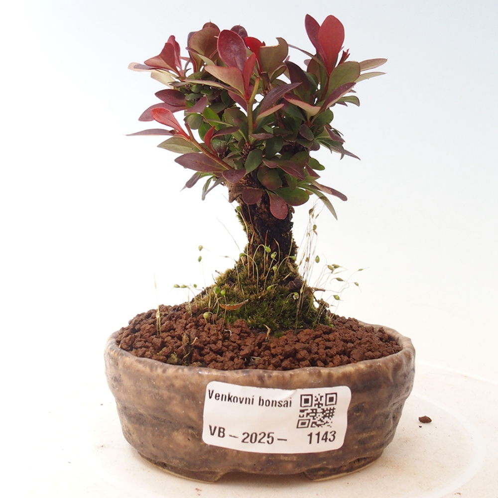 Vonkajší bonsai - Berberis thunbergii Kobold - Drištál Thunbergov
