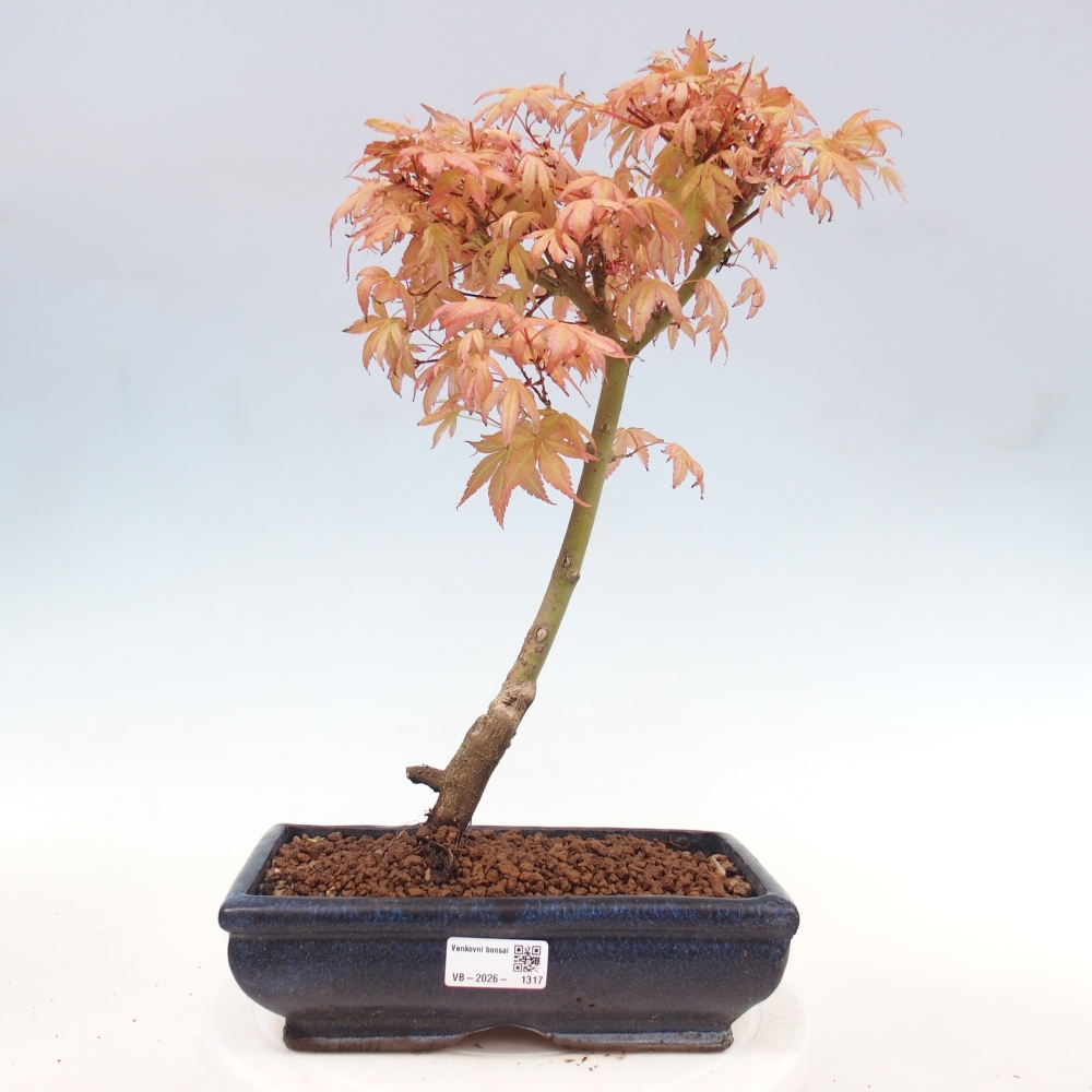 Javor poľný - Acer palmatum Beni Tsukasa