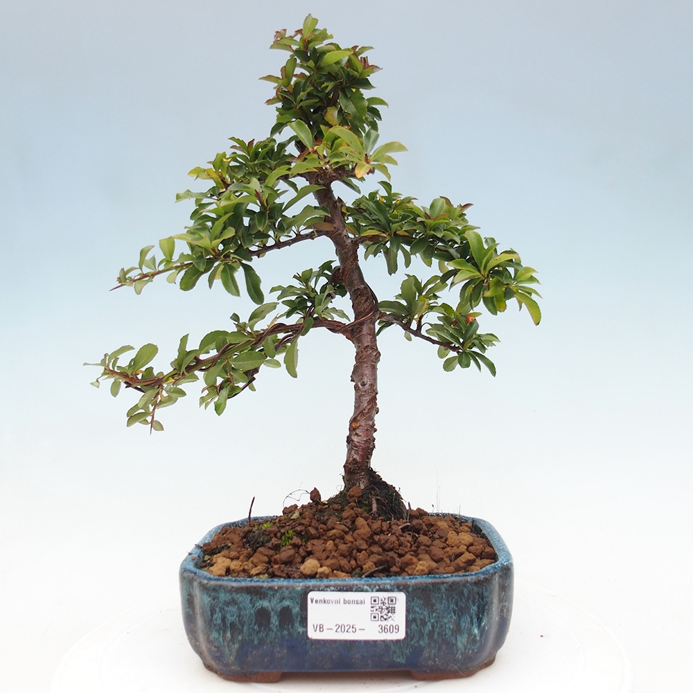 Vonkajšie bonsaje-Pyracantha Teton -Hlox