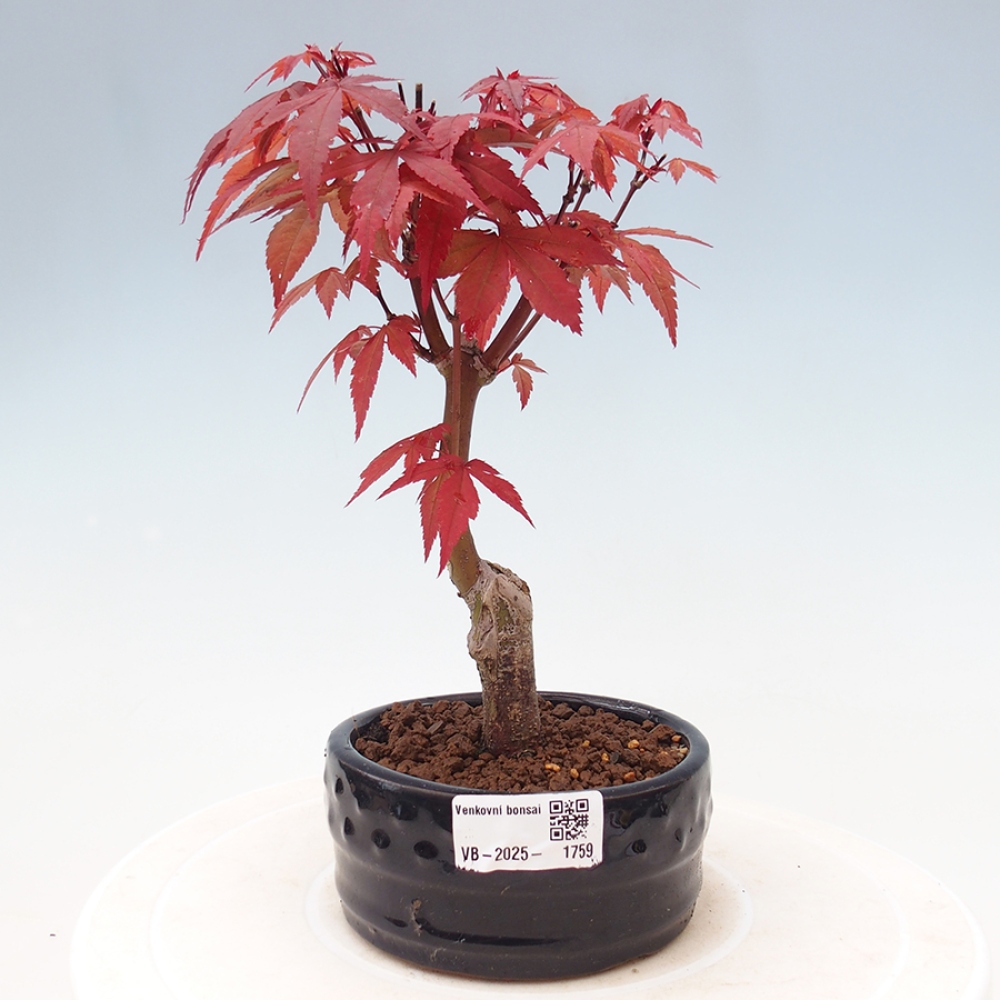 Vonkajší bonsai - Acer palm. Atropurpureum-Javor dlanitolistý