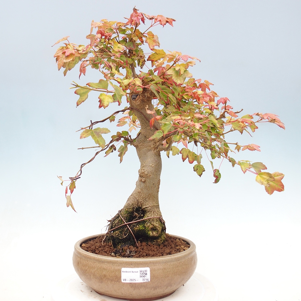 Vonkajšie bonsai - Javor Buergerianum - Javor Burgerův