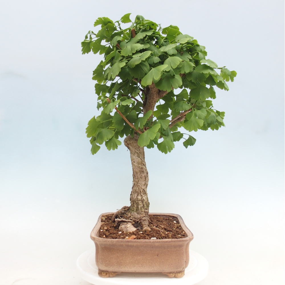 Vonkajšie bonsaje - Ginkgo biloba - Ginkgo biloba