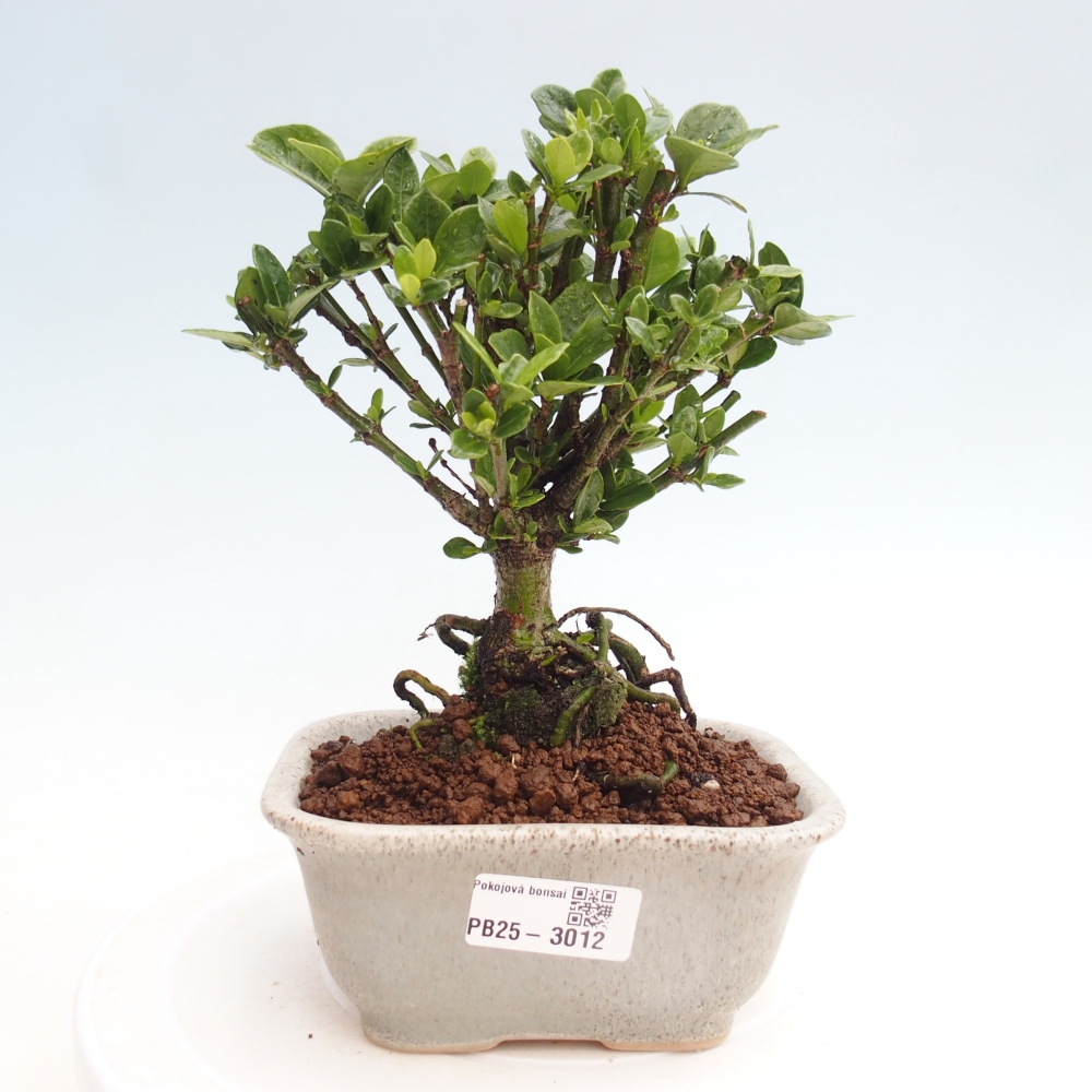 Izbová bonsai - Gardenia jasminoides-Gardenie