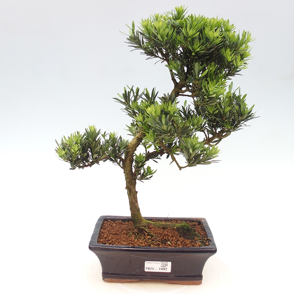 Izbová bonsai - Podocarpus - Kamenný tis