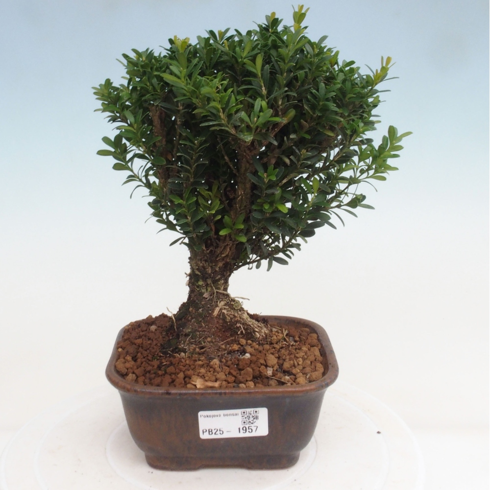 Izbová bonsai - Buxus harlandii - korkový buxus