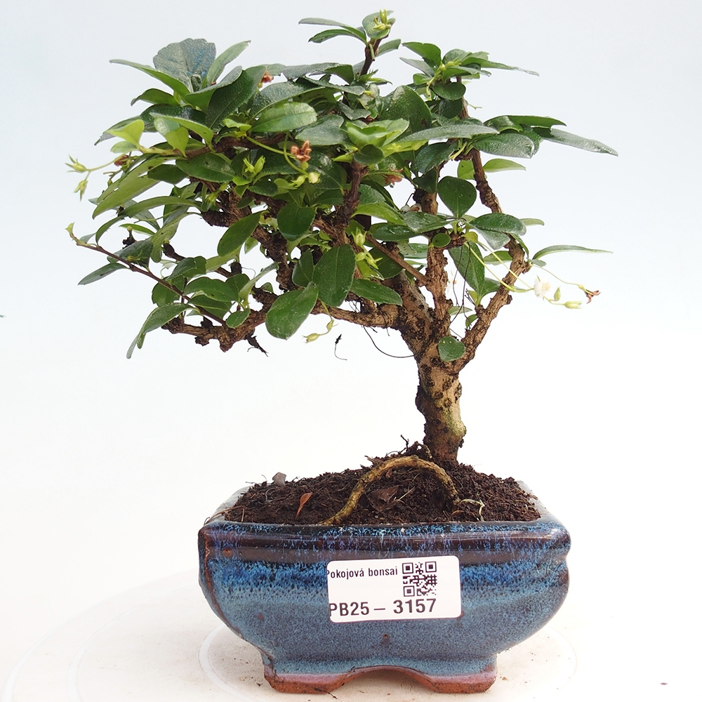 Izbová bonsai - Carmona macrophylla - Čaj fuki