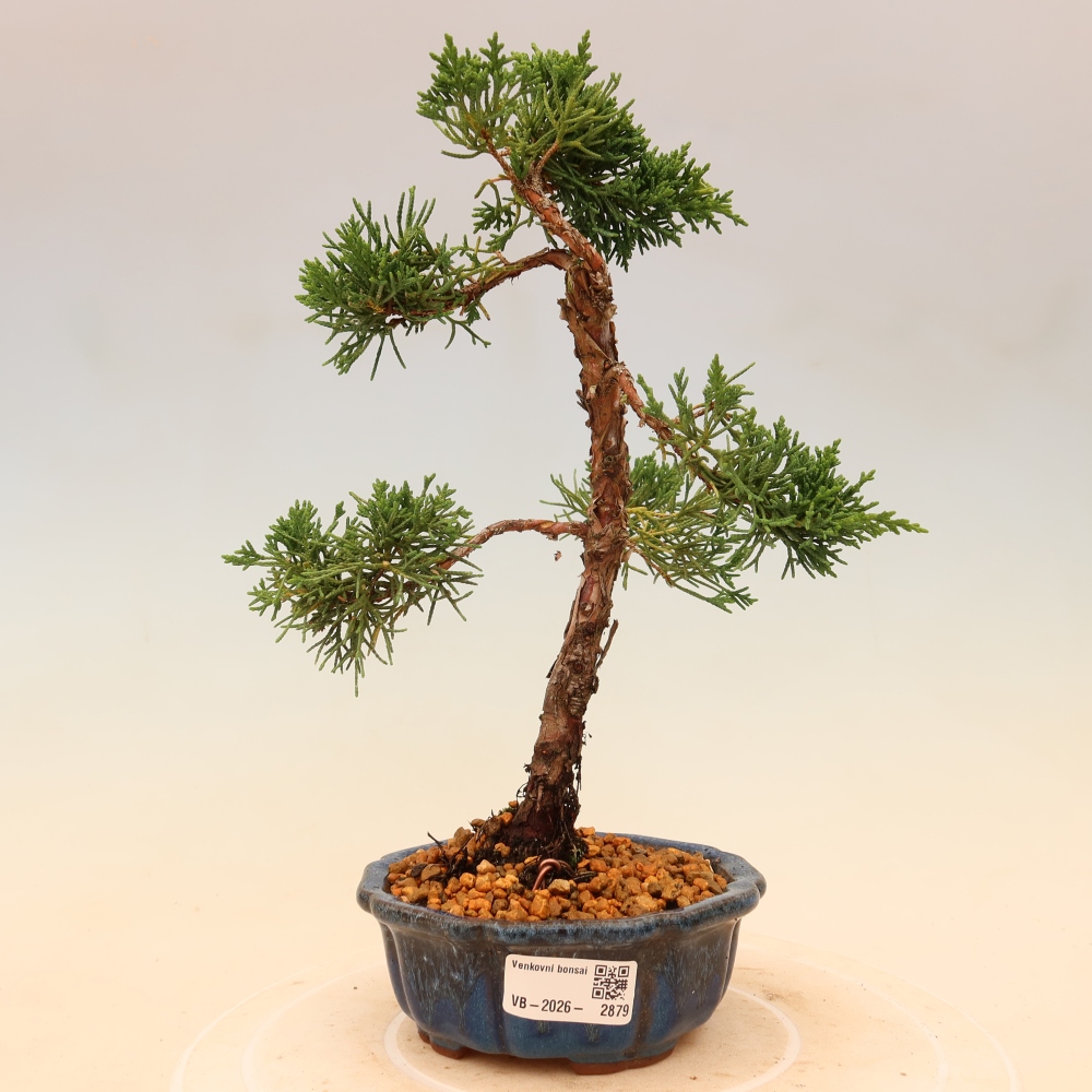 Vonkajší bonsaj - Juniperus chinensis Kishu