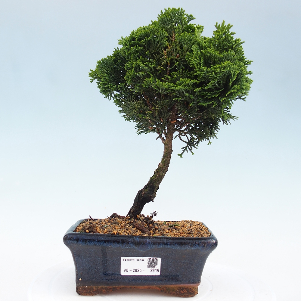 Vonkajšie bonsai - Cham.pis obtusa Nana Gracilis - Cypruštek