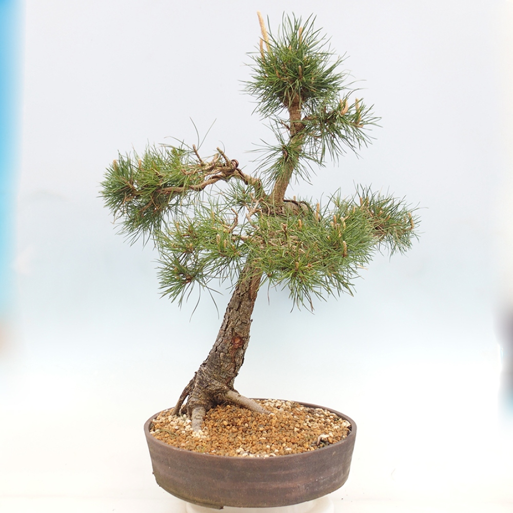 Vonkajšie bonsaje - Pinus thunbergii - borovica Thunbergova