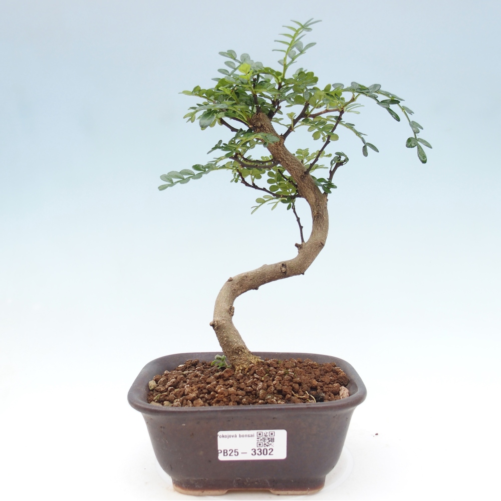 Izbová bonsai - Zantoxylum piperitum - korenistý