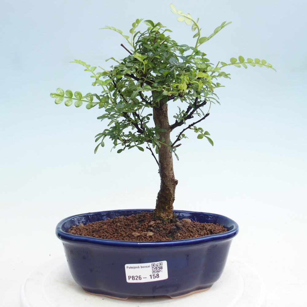 Izbová bonsai - Zantoxylum piperitum - Pepřovník