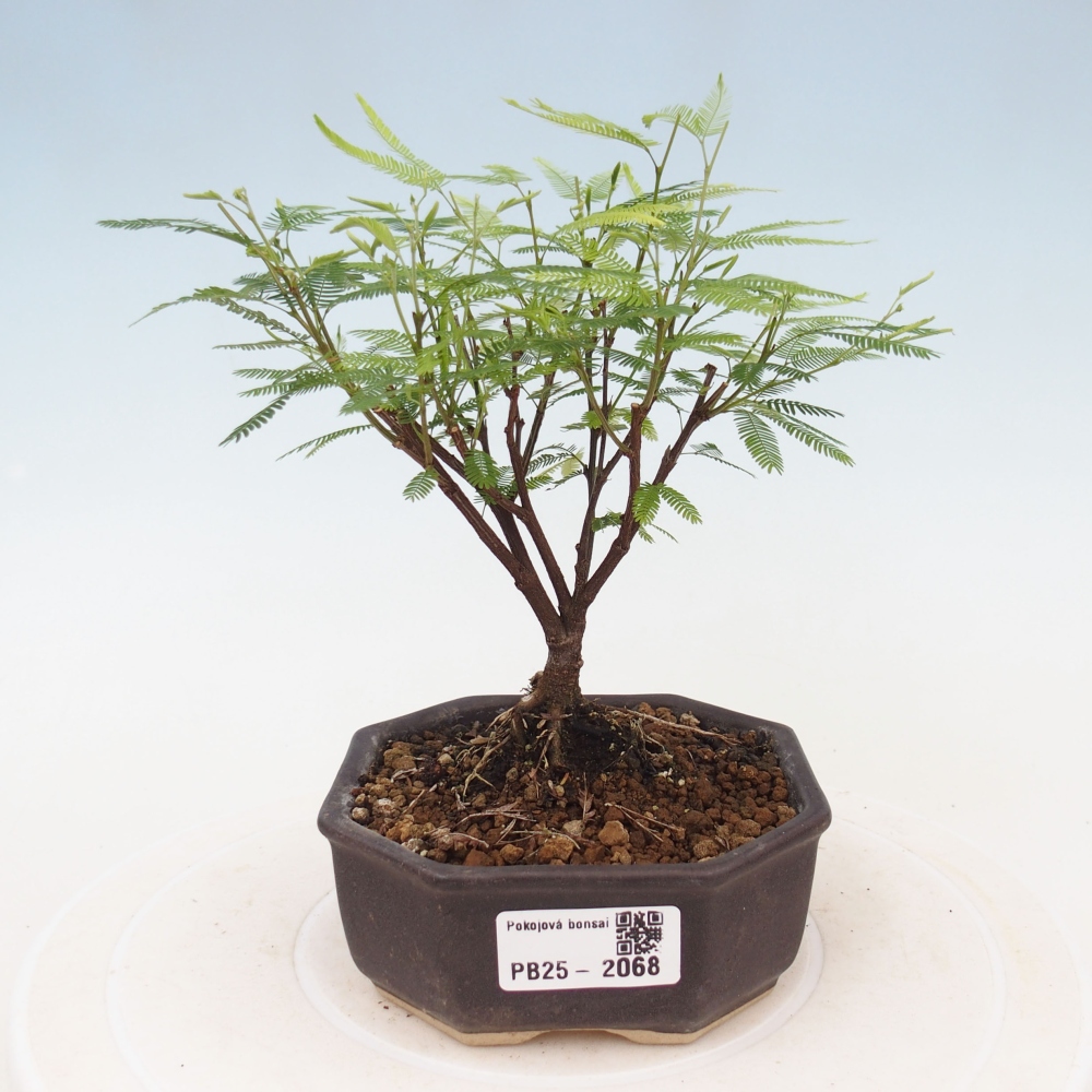 Izbová bonsai-Calliandra surinamensis Dixie Pink-Kaliandra Suriámska