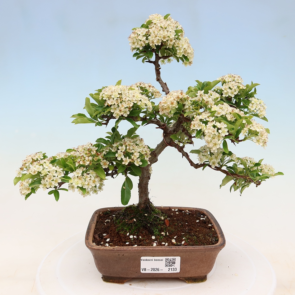 Vonkajší bonsai – Pyracantha teton – hlohovec šarlátový
