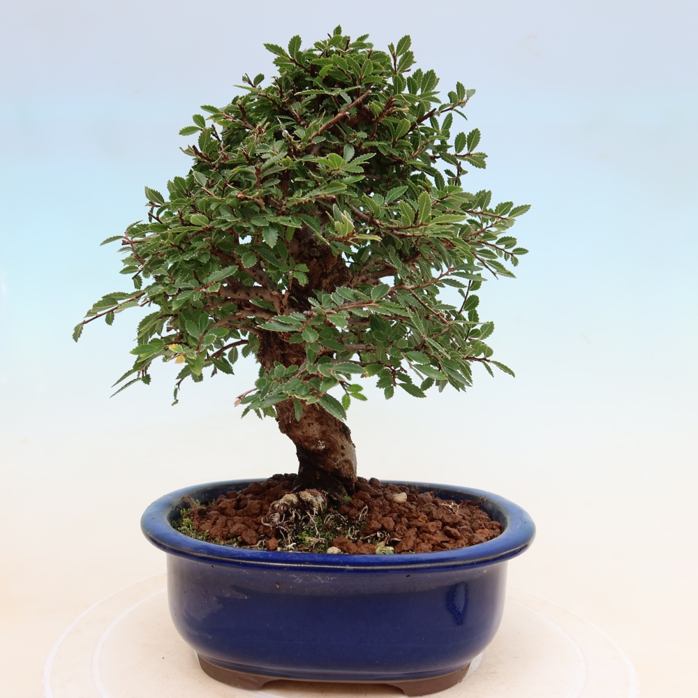 Vonkajšie bonsaje - Zelkova - Zelkova NIRE
