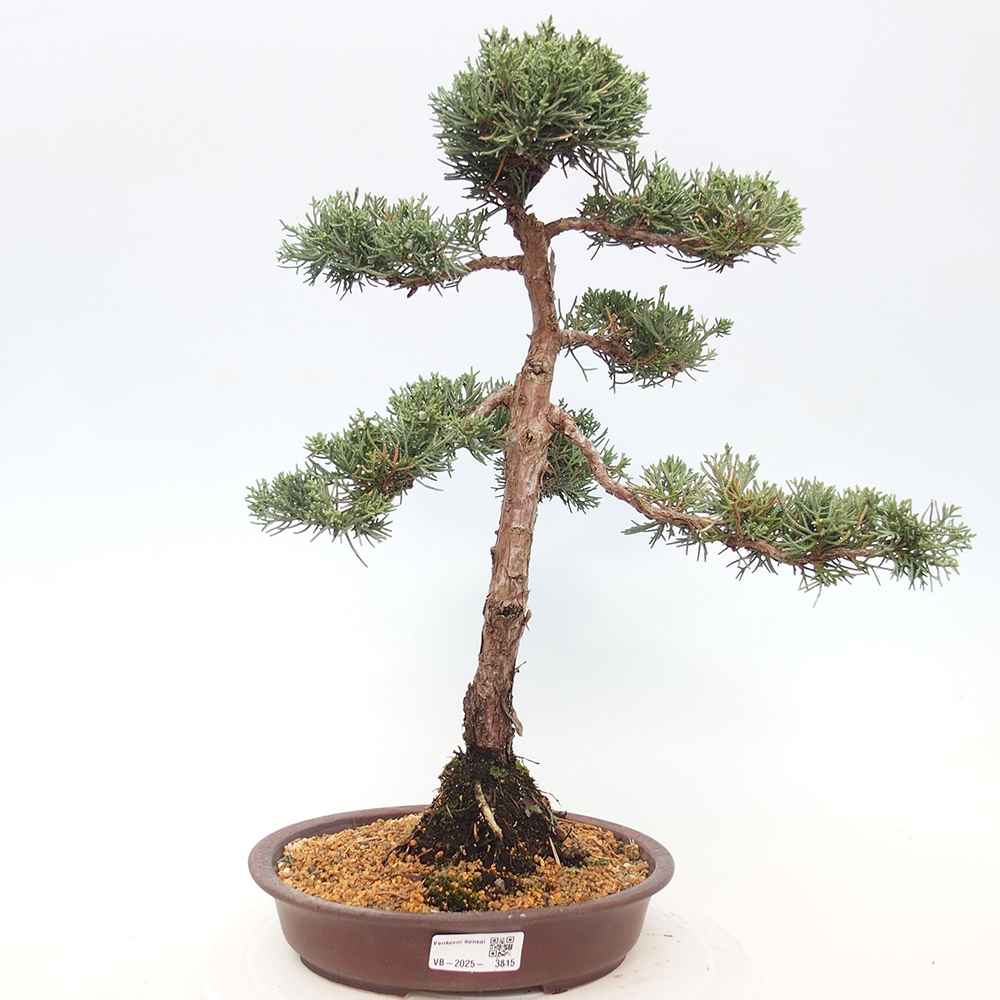 Vonkajšie bonsai - Juniperus chinensis Kishu -Jalovec čínsky