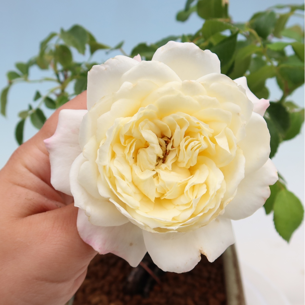 Vonkajšie bonsaje – Rosa Kordes – ruže