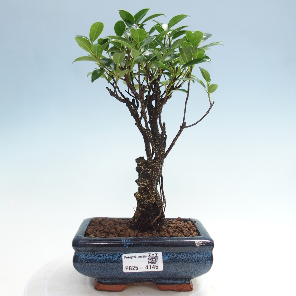 Izbová bonsai - Ficus retusa - malolistý fikus