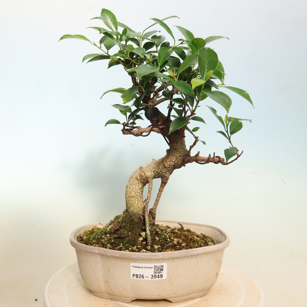 Izbové bonsaje - Ficus kimmen - drobnolistý fikus