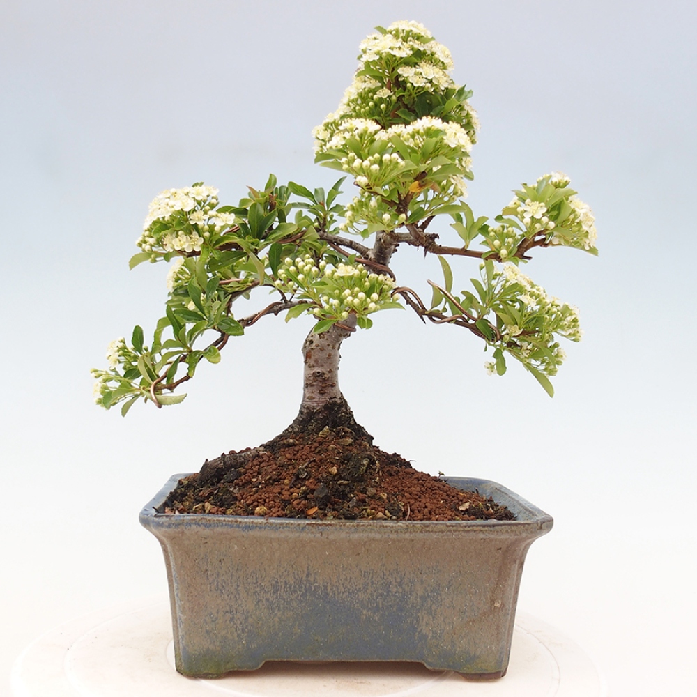 Vonkajšia bonsai-Pyracanta Teton -Hlohyně
