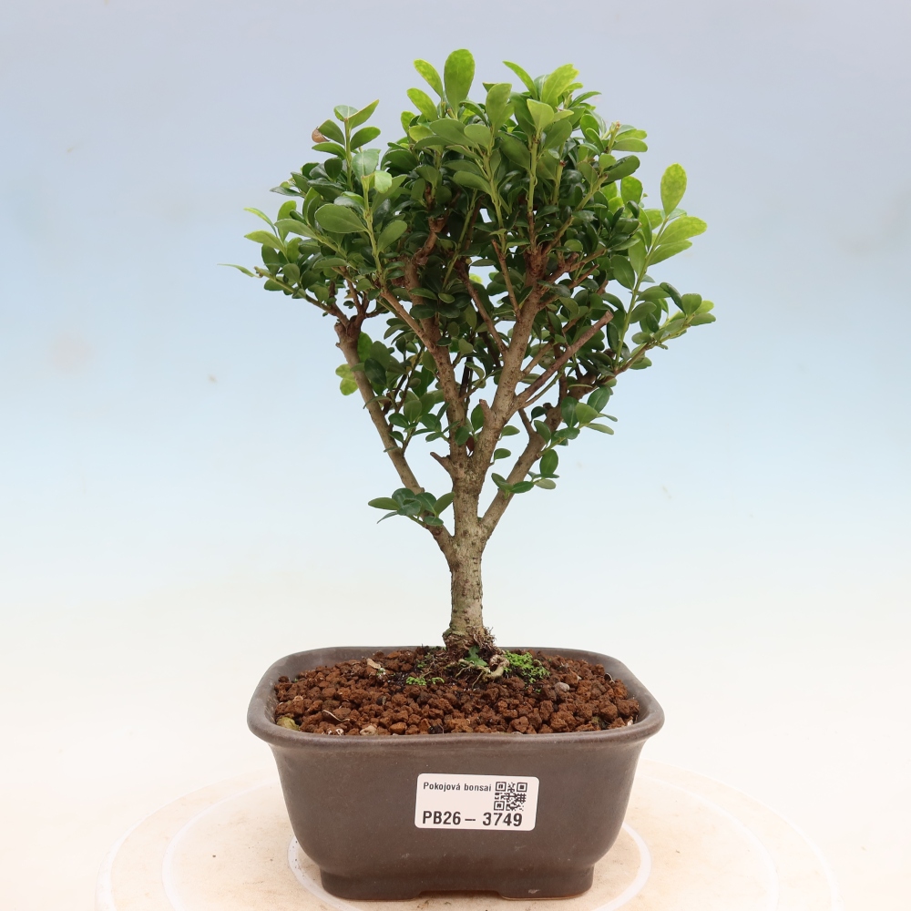 Izbový bonsaj - Ilex crenata - Cesmína