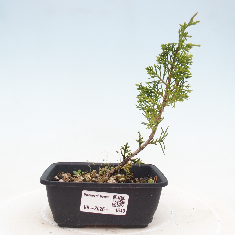 Vonkajší bonsaj - Juniperus chinensis Itoigawa