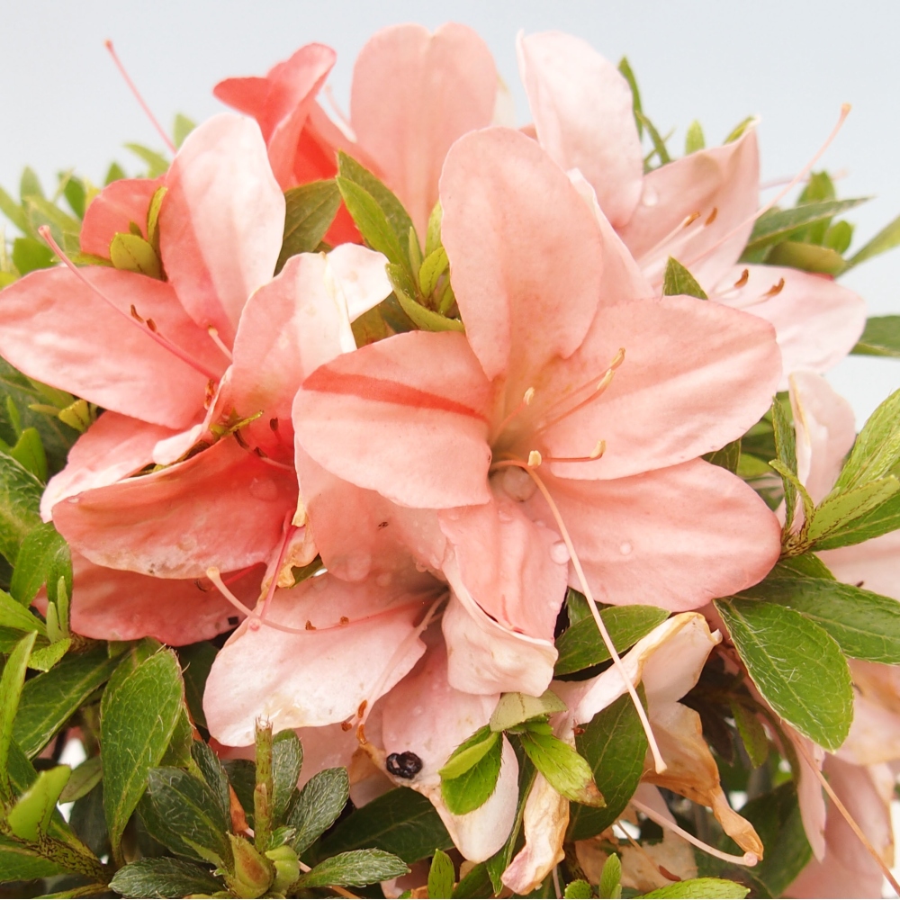Vonkajší bonsai - Japonská azalka -  Azalea Nikko