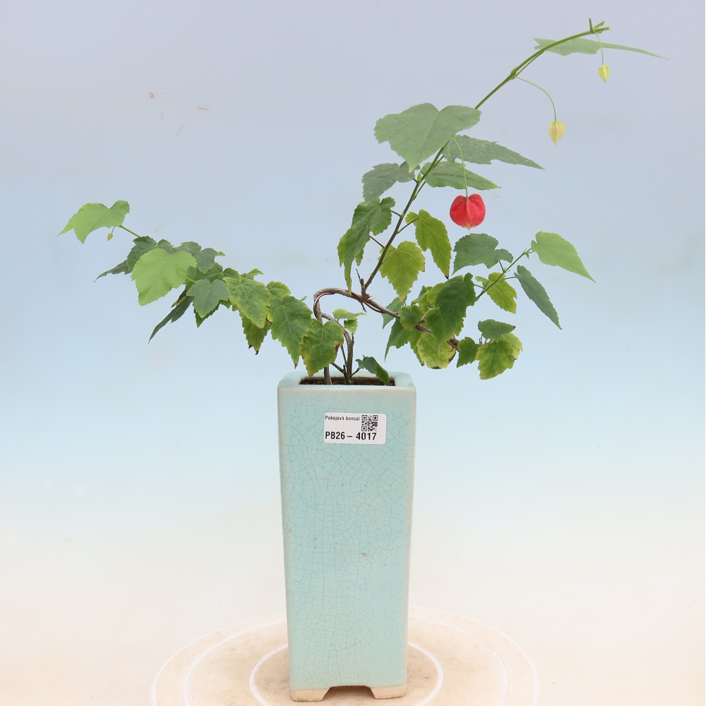 Izbový bonsaj - Abutilon Big Bell - Cloudberry
