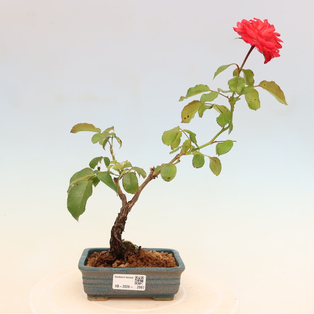 Vonkajšie bonsaje – Rosa Kordes – ruže