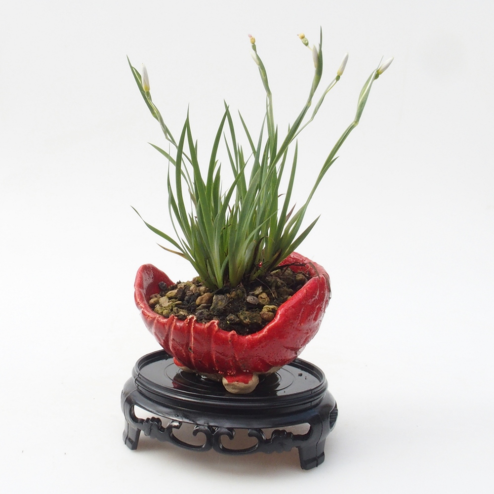 Bonsai stolík plastový okrúhly 10 x 10 x 3,5 cm, farba čierna