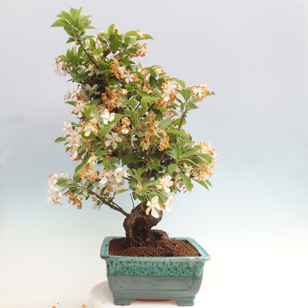 Vonkajší bonsai -Malus halliana - Maloplodá jabloň