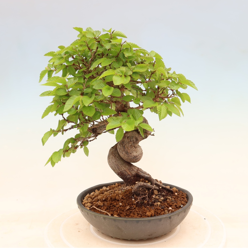 Vonkajší bonsaj -Carpinus coreana - Hrab kórejský