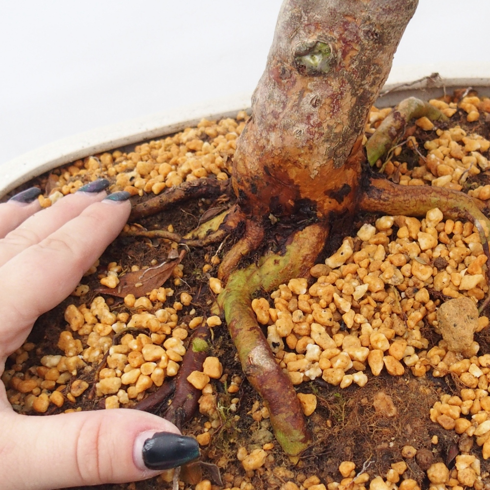 Vonkajšie bonsaje - Japonské azalky - Azalea Hanatsuzuri