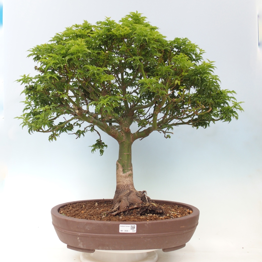 Vonkajšia bonsaj -Javorská palma Acer palmatum Shishigashira