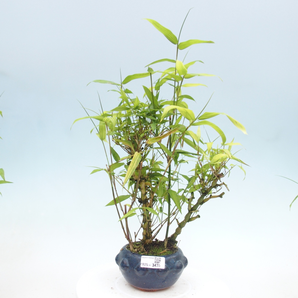 Izbové bonsaje - Bambusové brucho - Bambusové brucho