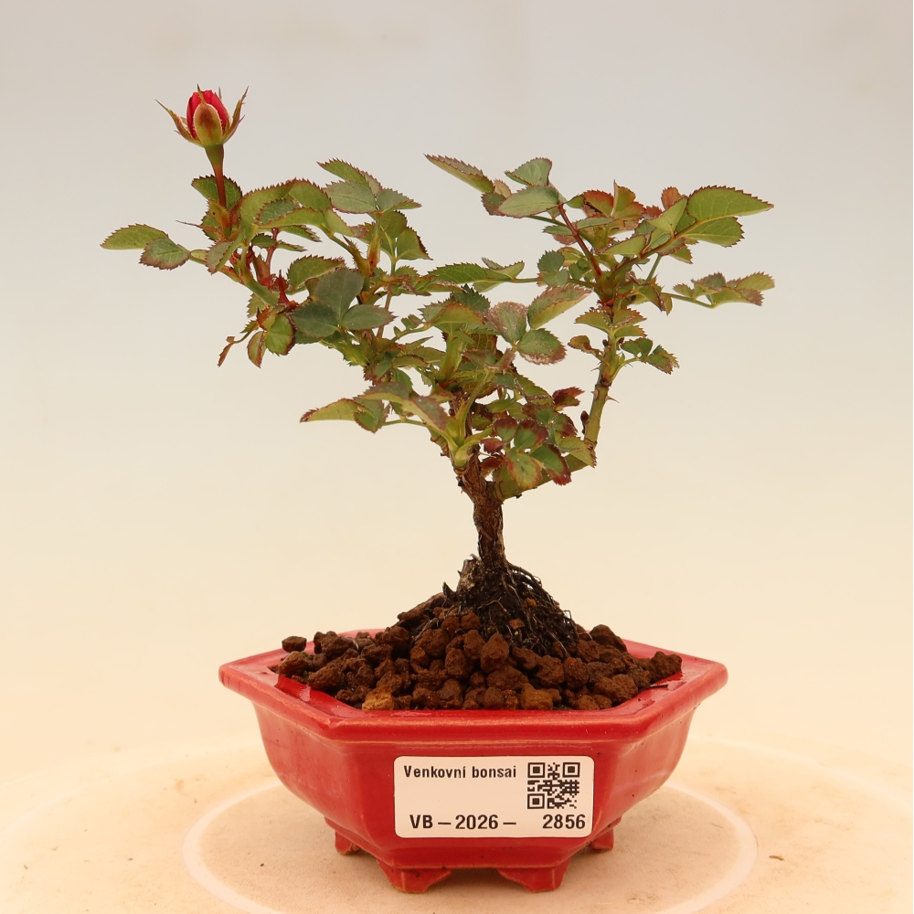 Vonkajšie bonsaje – Rosa Kordes – ruže
