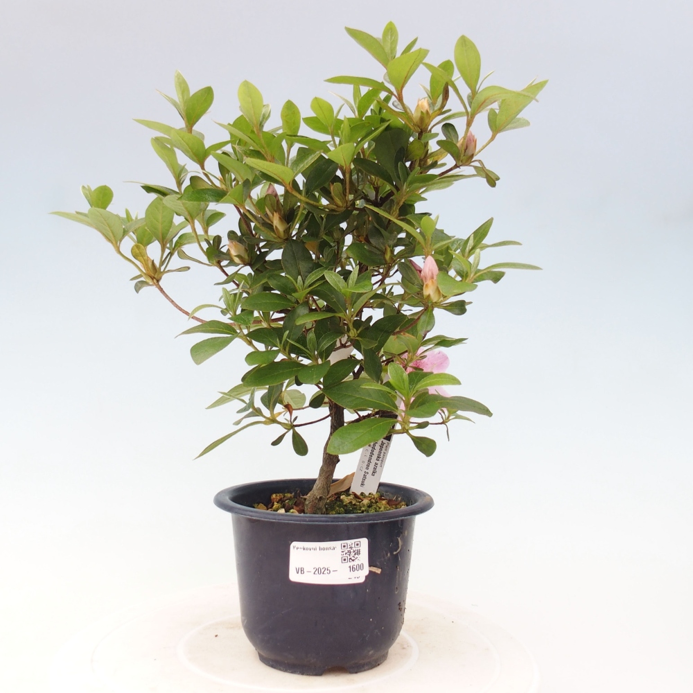 Vonkajší bonsai - Japonská azalka - Azalea Kaminojamakirin