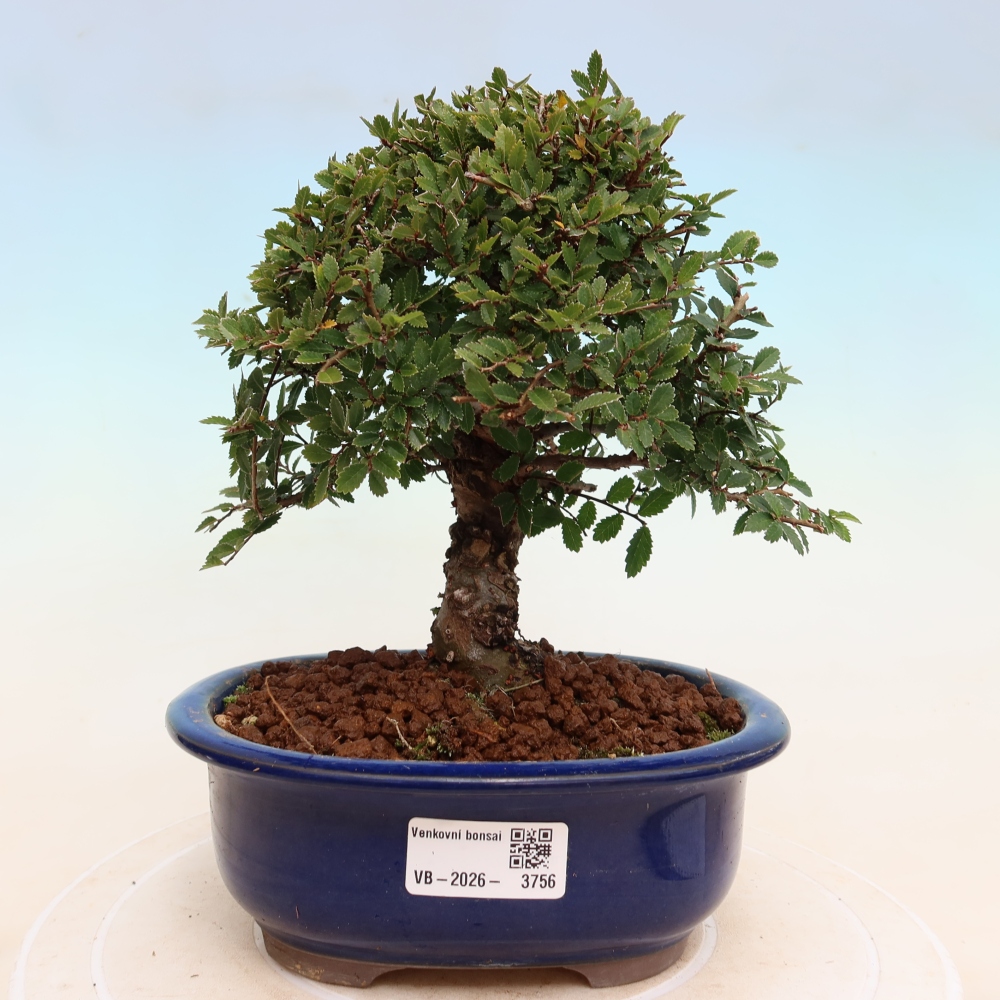 Vonkajšie bonsaje - Zelkova - Zelkova NIRE
