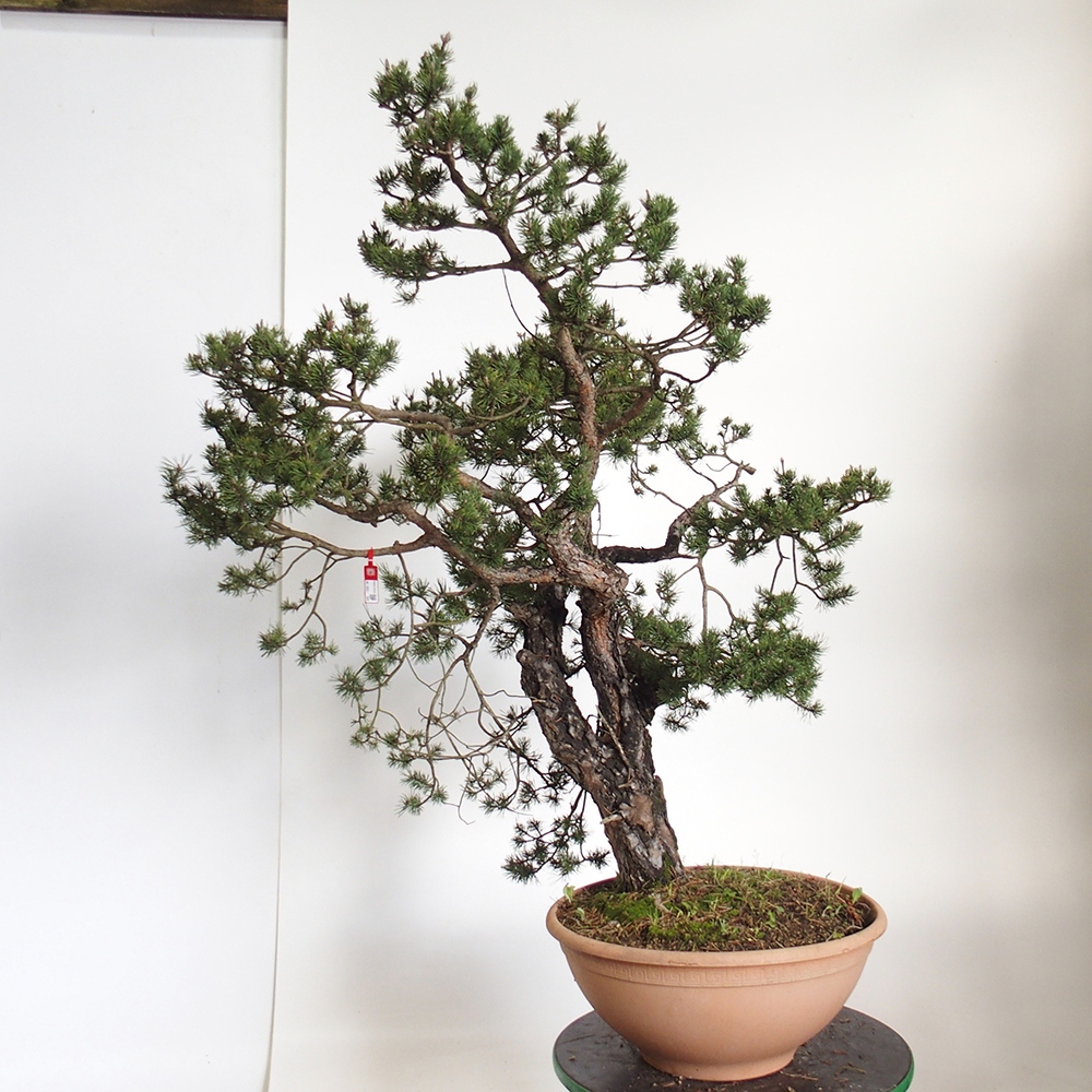 Yamadori - Pinus sylvestris Španielsko