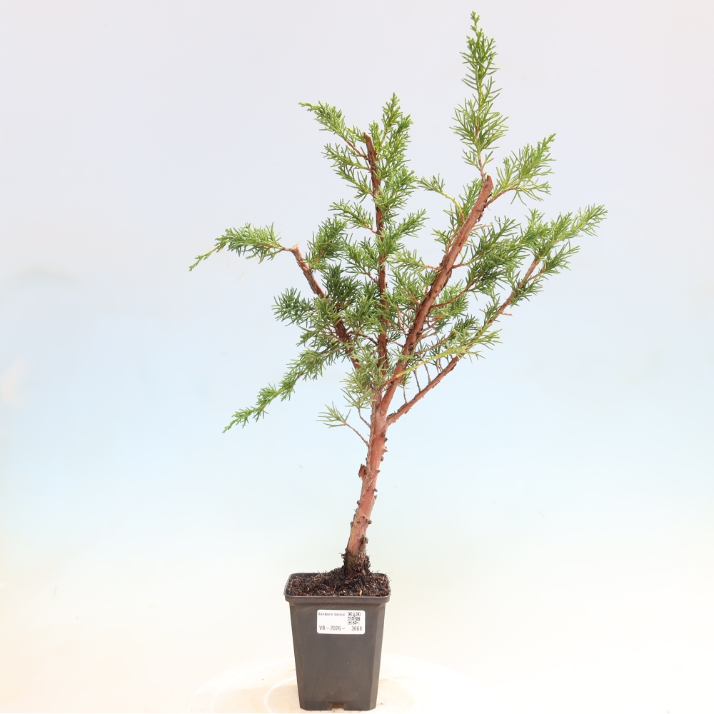 Vonkajší bonsaj - Juniperus chinensis Kishu