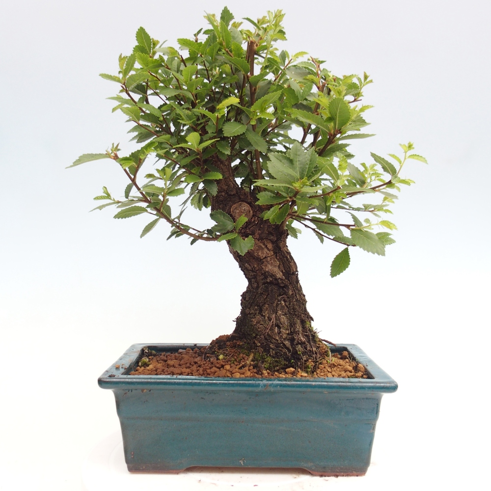 Vonkajšie bonsai - Zelkova - Zelkova Nirom