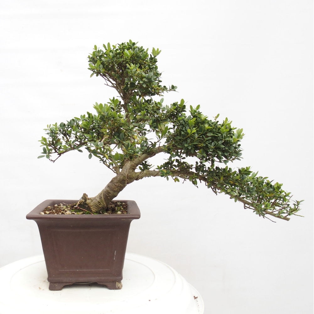 Izbová bonsai - Ilex crenata - Cezmína