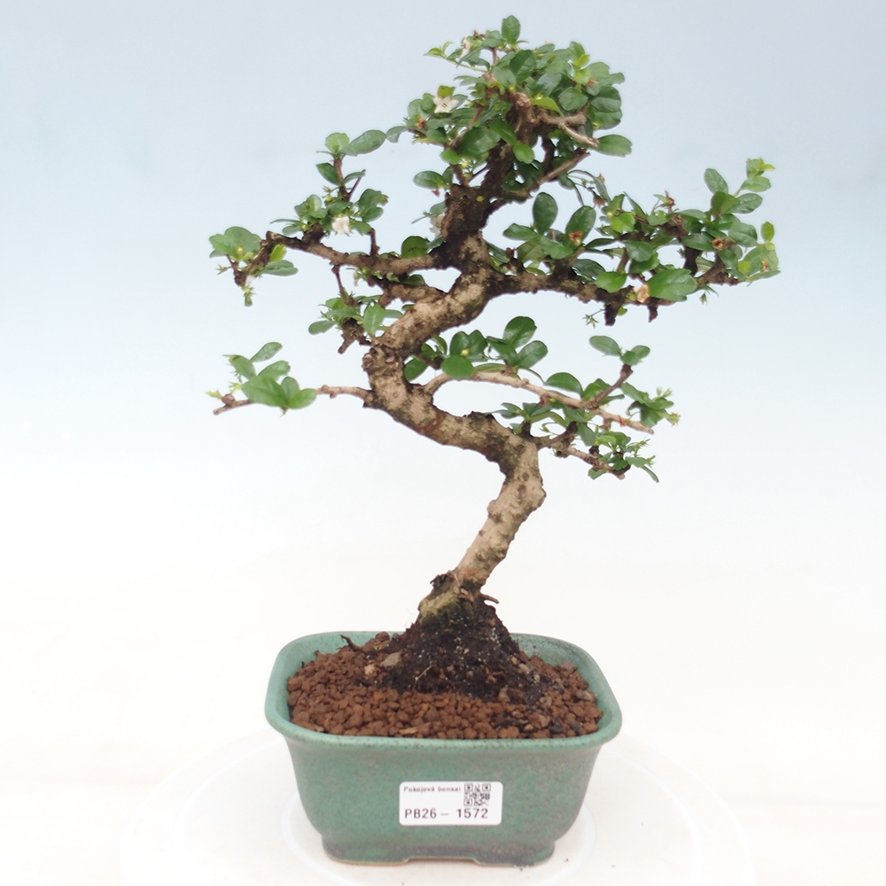 Izbové bonsaje - Carmona macrophylla - Tea fuki