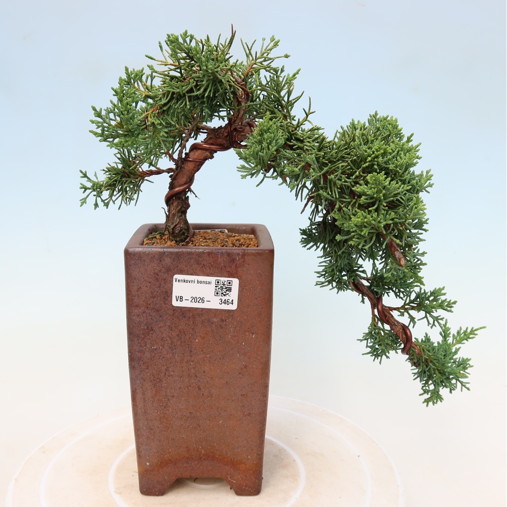 Vonkajší bonsaj - Juniperus chinensis Kishu