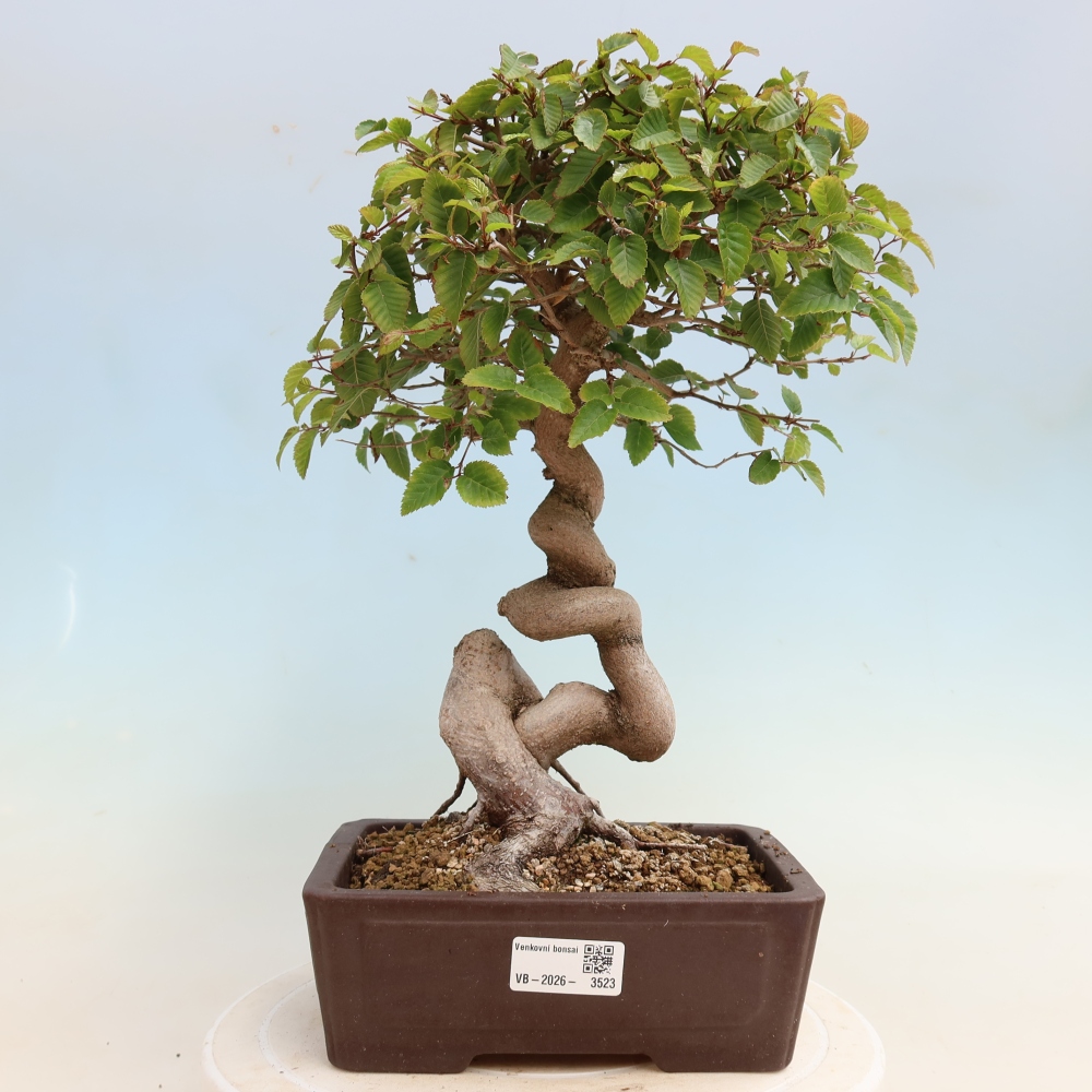 Vonkajšie bonsaje -Carpinus CARPINOIDES - Hrab kórejský