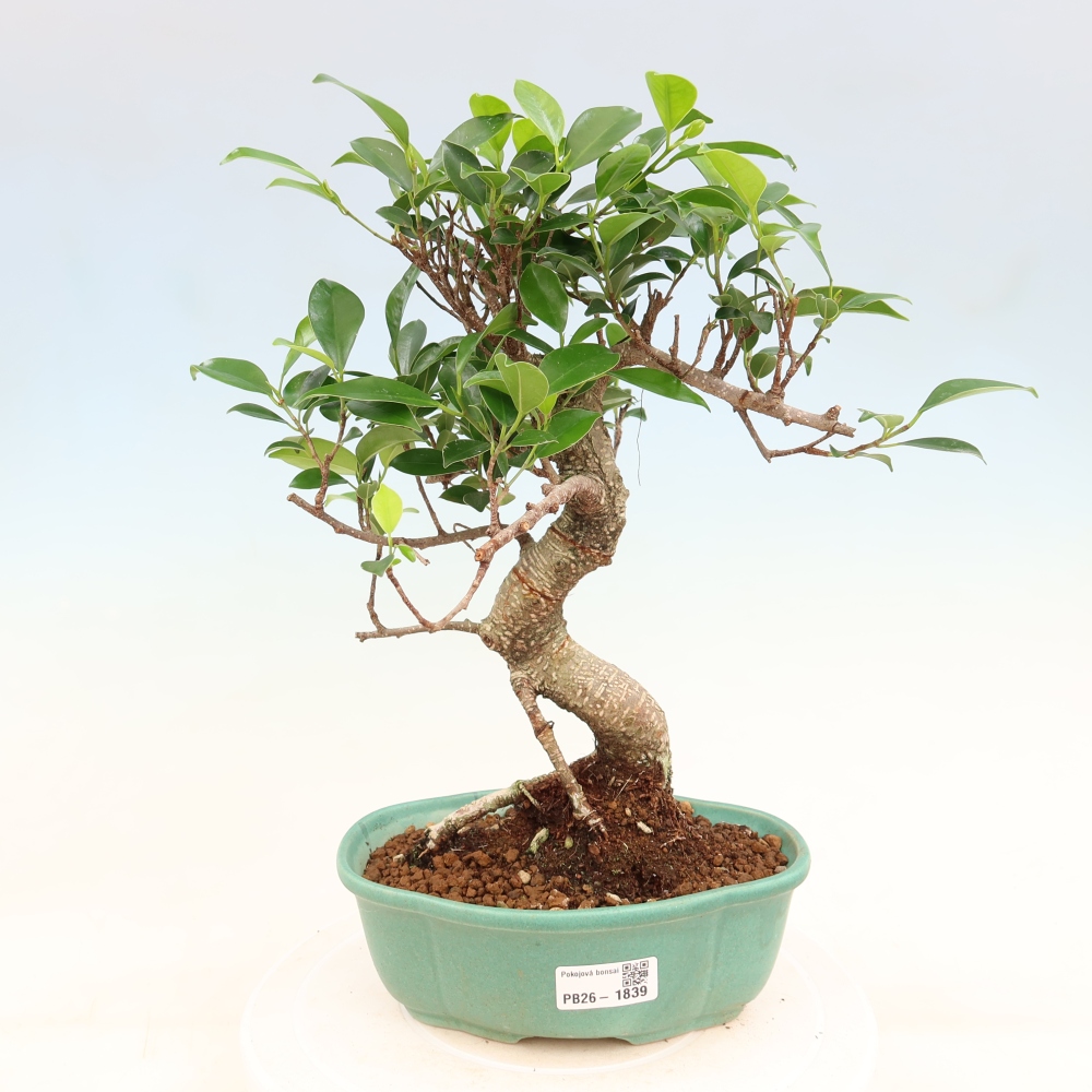 Izbový bonsaj - Ficus retusa - drobnolistý fikus