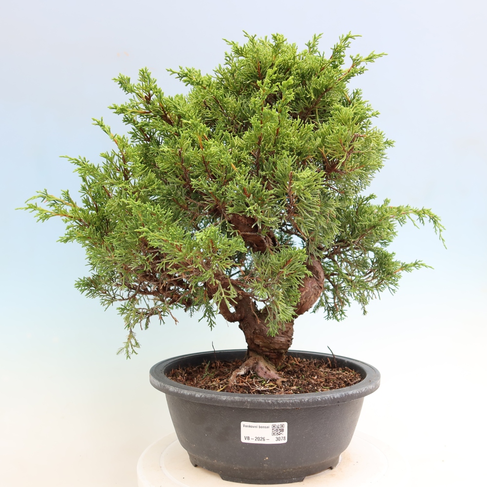 Vonkajší bonsai – Juniperus chinensis Itoigawa – čínsky jalovec