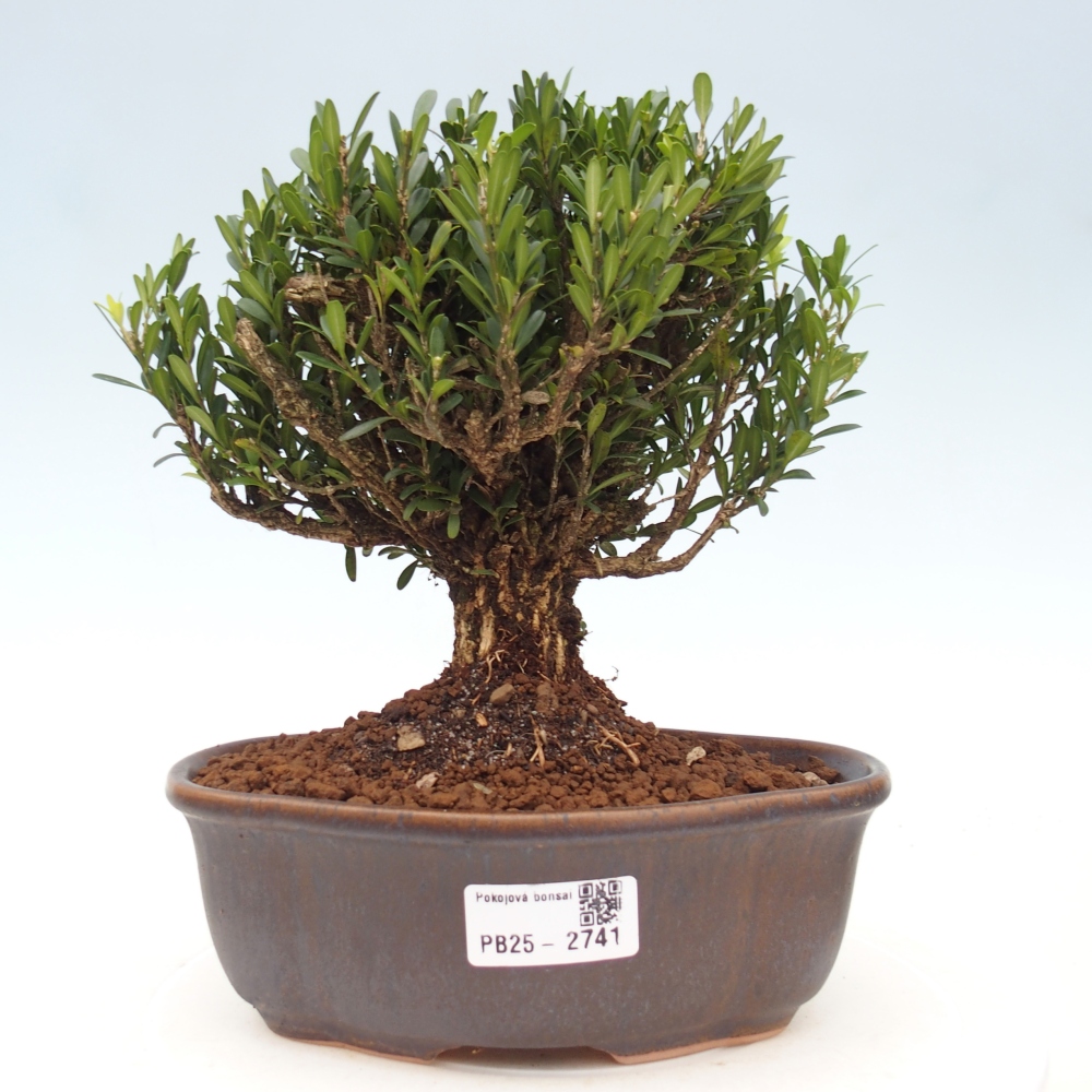 Izbová bonsai - Buxus harlandii - korkový buxus