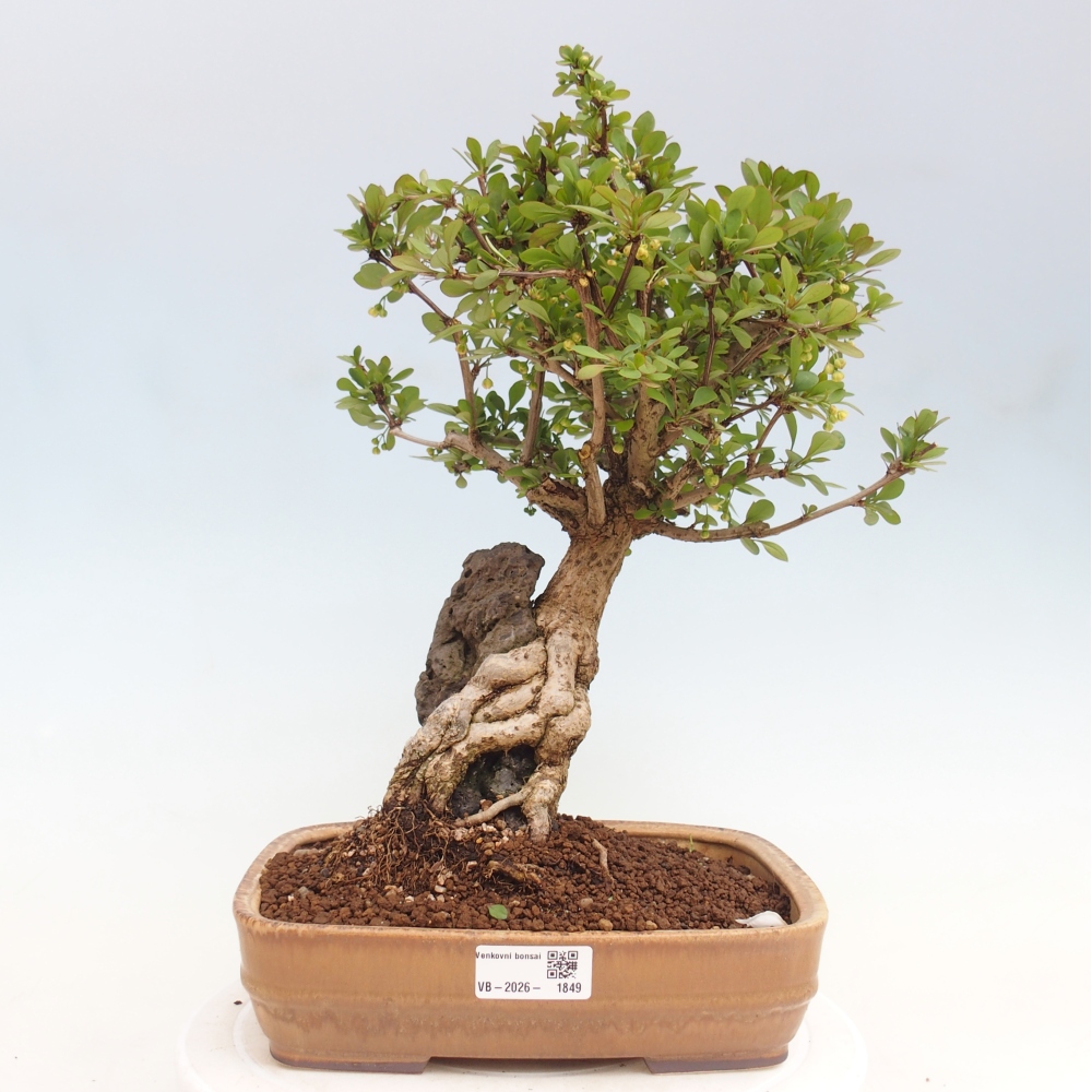 Vonkajšie bonsaje - Berberis coreana