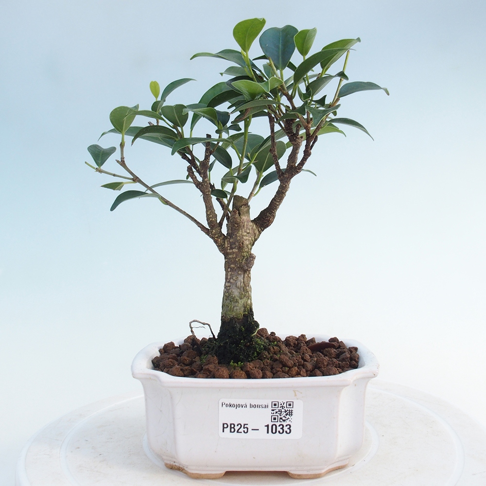 Izbová bonsai - Malolistý fikus - Ficus kimmen