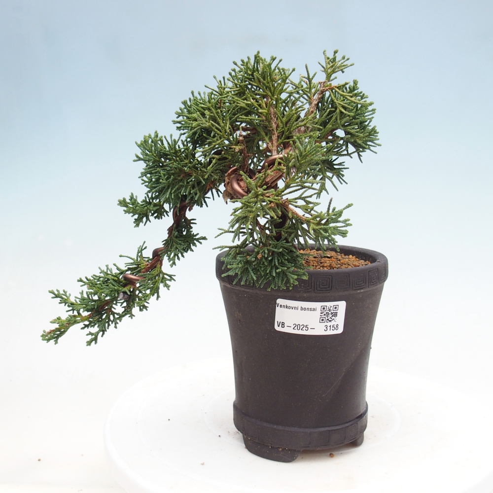Vonkajší bonsai - Juniperus chinensis Kishu -Jalovec čínsky